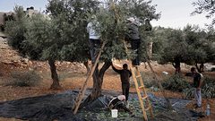 سموتريتش يطالب بمنع الفلسطينيين في الضفة من قطف الزيتون