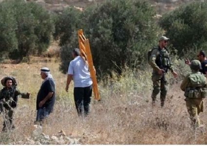 الاحتلال يصيب مواطنين بالاختناق ويمنع آخرين من قطف ثمار الزيتون في تقوع