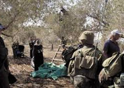 مستوطنون يعتدون على قاطفي ثمار الزيتون بمسافر يطا جنوب الخليل
