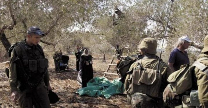 الاحتلال يمنع عائلة من قطف الزيتون ويستولي على معداتها جنوب نابلس