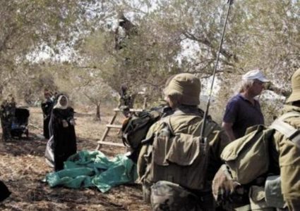 الاحتلال يمنع عائلة من قطف الزيتون ويستولي على معداتها جنوب نابلس