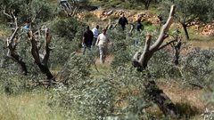 مستوطنون يقتلعون عشرات اشجار الزيتون غرب سلفيت