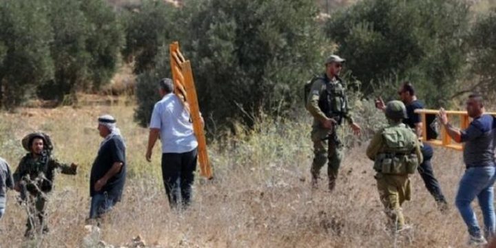 ‎مستوطنون يعتدون على قاطفي ثمار الزيتون ويسرقون الثمار والمعدات جنوب نابلس