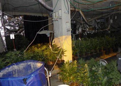 الشرطة تفكك مستنبت حديث لزراعة المخدرات في الخليل