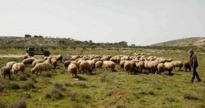 مستوطنون يحاولون سرقة عشرات الأغنام من الأغوار الشمالية