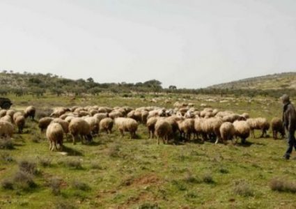 مستوطنون يحاولون سرقة عشرات الأغنام من الأغوار الشمالية