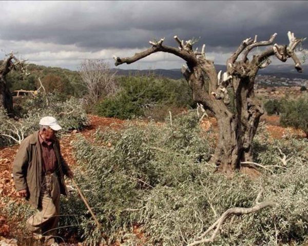 مستوطنون يجرفون أرضا ويقتلعون أشجار زيتون في ديراستيا