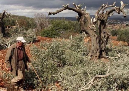 مستوطنون يجرفون أرضا ويقتلعون أشجار زيتون في ديراستيا