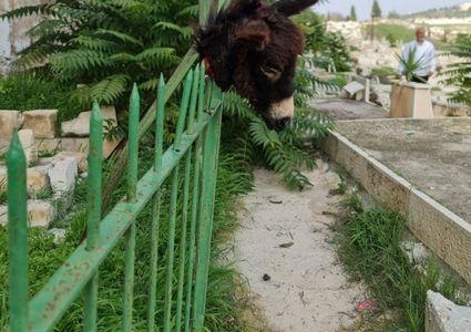 مستوطن يذبح حمارا ويعلق رأسه وسط مقبرة باب الرحمة بالقدس المحتلة