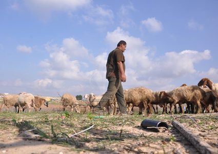 الاحتلال يعتدي على رعاة الأغنام ويعتقل مواطنين بمسافر يطا جنوب الخليل