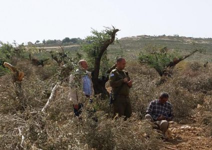 مستوطنون يعتدون على الأراضي ويقتلعون 250 شتلة زيتون جنوب بيت لحم