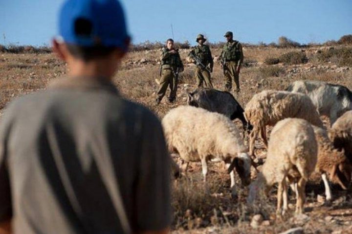 الاحتلال يعتقل سبعة من رعاة الأغنام في مسافر يطا