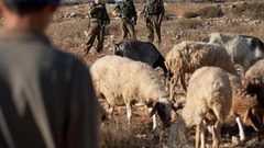 مستوطنون يعتدون على راعي أغنام في مادما