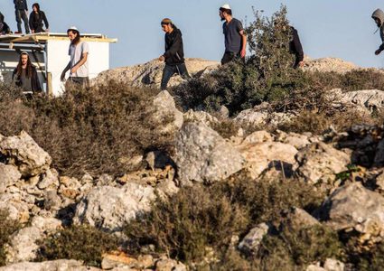 مستوطنون يرعون أبقارهم في أراضي المواطنين غرب سلفيت