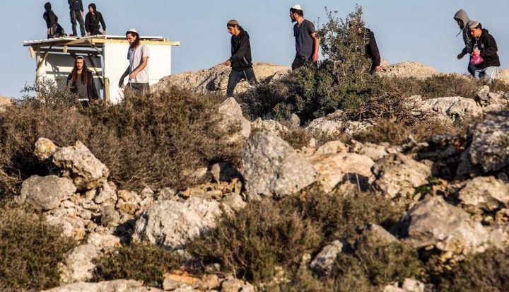 مستوطنون يرعون أبقارهم في أراضي المواطنين غرب سلفيت