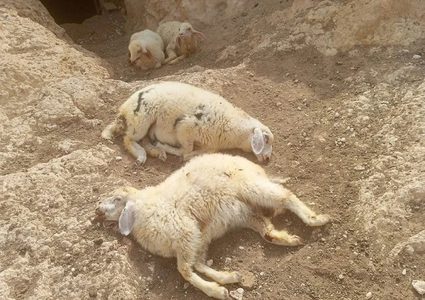 مستعمرون بطلقون النار على الأغنام في مسافر يطا