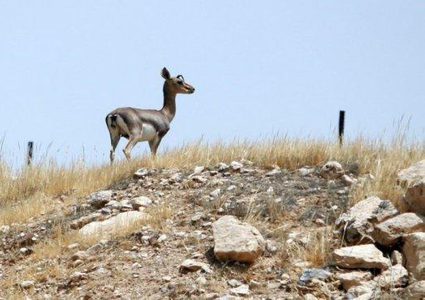 "جودة البيئة" تحذر من صيد غزال الجبل الفلسطيني بسبب تقلبات الطقس