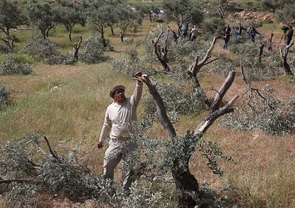 مستوطنون يقتلعون 450 شتلة زيتون ولوزيات في دير شرف غرب نابلس
