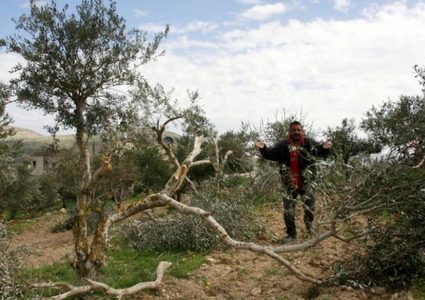 الاحتلال ومستوطنيه يقتلعون 300 شجرة كرمة في بتير غرب بيت لحم