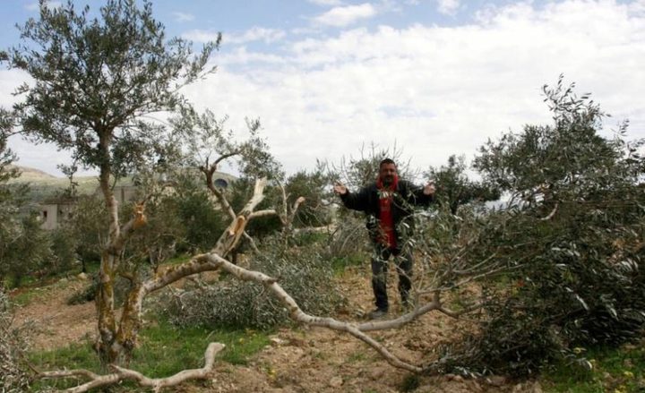 الاحتلال ومستوطنيه يقتلعون 300 شجرة كرمة في بتير غرب بيت لحم
