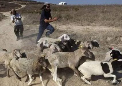 مستوطن يدعس قطيعا من الأغنام في كيسان شرق بيت لحم
