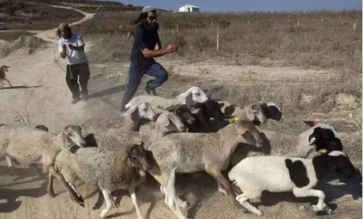 مستوطن يدعس قطيعا من الأغنام في كيسان شرق بيت لحم
