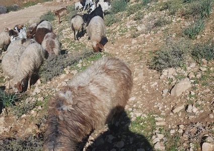 الاحتلال يمنع مزارعين من الوصول إلى المراعي وفلاحة أراضيهم جنوب الخليل