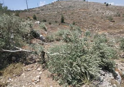 مستوطنون يحطمون أشجار زيتون ويُجرون تدريبات قرب منازل المواطنين بمسافر يطا