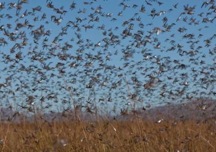الجراد خطر يهدد الأمن الغذائي العالمي