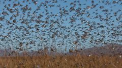 الجراد خطر يهدد الأمن الغذائي العالمي