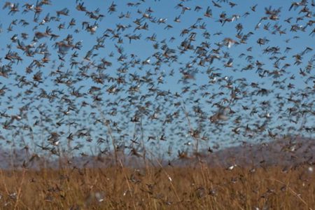 الجراد خطر يهدد الأمن الغذائي العالمي