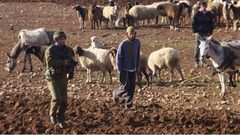 مستوطنون يهاجمون رعاة أغنام شرق يطا