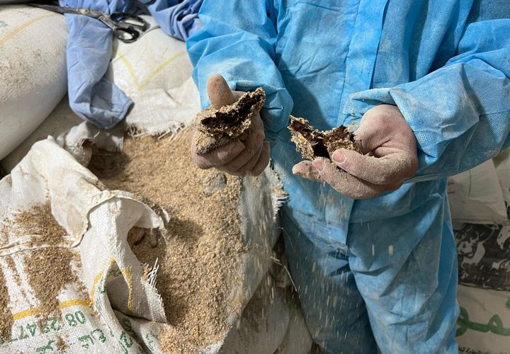 الأهالي ينقون الحبوب من مخلفات الدواب وأعلاف تسمين الدواجن واستخدامها في صناعة الخبز في ظل المجاعة التي تعيشها غزة وشمالها