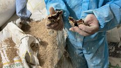 الأهالي ينقون الحبوب من مخلفات الدواب وأعلاف تسمين الدواجن لصناعة الخبز