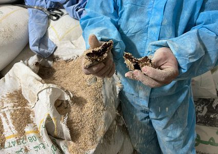 الأهالي ينقون الحبوب من مخلفات الدواب وأعلاف تسمين الدواجن واستخدامها في صناعة الخبز في ظل المجاعة التي تعيشها غزة وشمالها