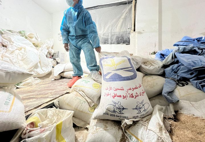الأهالي ينقون الحبوب من مخلفات الدواب وأعلاف تسمين الدواجن واستخدامها في صناعة الخبز في ظل المجاعة التي تعيشها غزة وشمالها