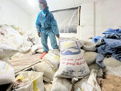 الأهالي ينقون الحبوب من مخلفات الدواب وأعلاف تسمين الدواجن واستخدامها في صناعة الخبز في ظل المجاعة التي تعيشها غزة وشمالها