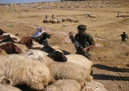 الاحتلال يطارد رعاة الأغنام ويخرب خط مياه في مسافر يطا