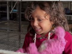 أسر فلسطينية نازحة تلجأ لمزرعة دجاج في رفح هربا من الحرب