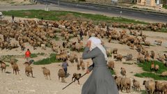 مستوطنون يسرقون 250 رأس غنم من رعاة فلسطينيين