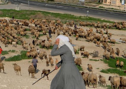 مستوطنون يسرقون 250 رأس غنم من رعاة فلسطينيين