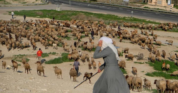 مستوطنون يسرقون 250 رأس غنم من رعاة فلسطينيين