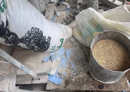 بعدما اعتاشوا على علف الحيوانات.. سكان شمال غزة يخشون نفاده