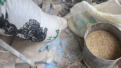 بعدما اعتاشوا على علف الحيوانات.. سكان شمال غزة يخشون نفاده