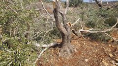 الاحتلال يشق طرقا استعمارية ويقتلع أشجارا غرب سلفيت