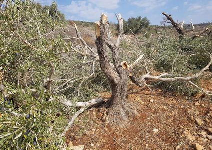 الاحتلال يشق طرقا استعمارية ويقتلع أشجارا غرب سلفيت
