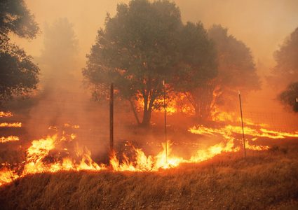بسبب انتشار حرائق الغابات.. ولاية تكساس تعلن حالة الكوارث