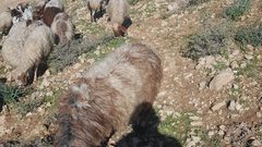 مستعمرون يستولون على بركسين زراعيين