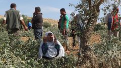 مستوطنون يهاجمون مزارعين ويقتلعون أشجار زيتون شمال رام الله