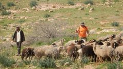 الخليل: قوات الاحتلال ومستوطنون يطاردون رعاة ويحتجزون مزارعين ويقطعون أشجارا